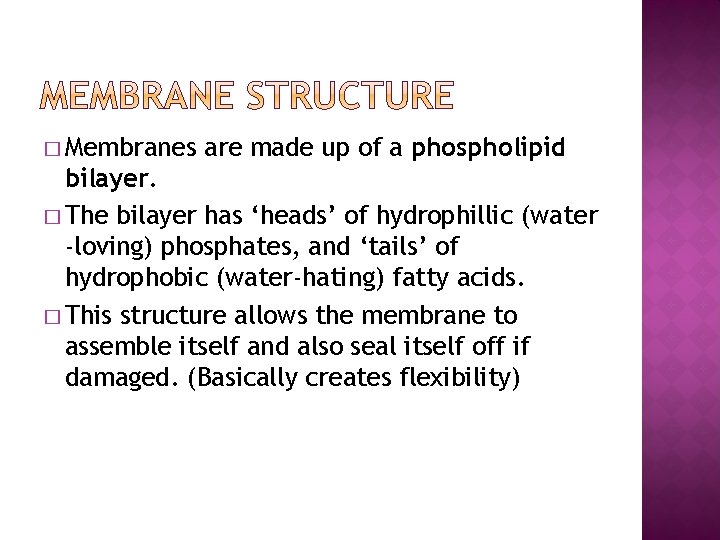 � Membranes are made up of a phospholipid bilayer. � The bilayer has ‘heads’