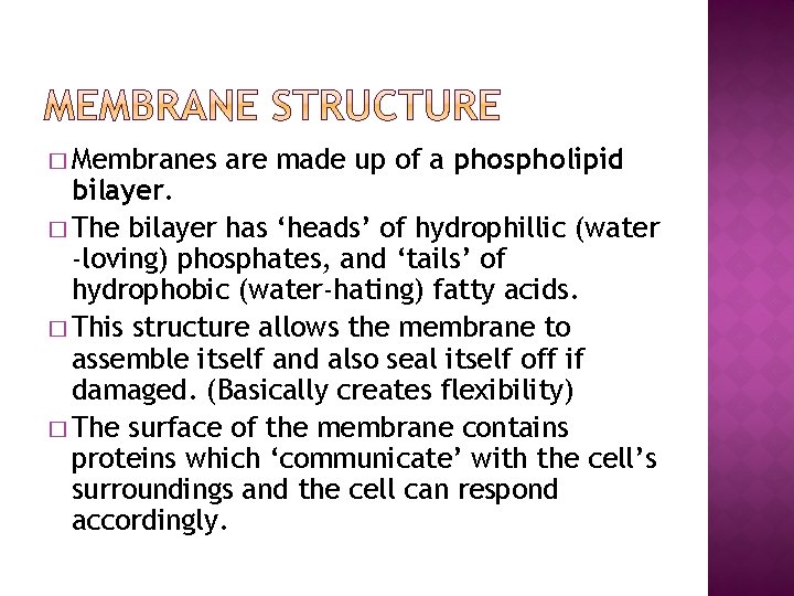 � Membranes are made up of a phospholipid bilayer. � The bilayer has ‘heads’
