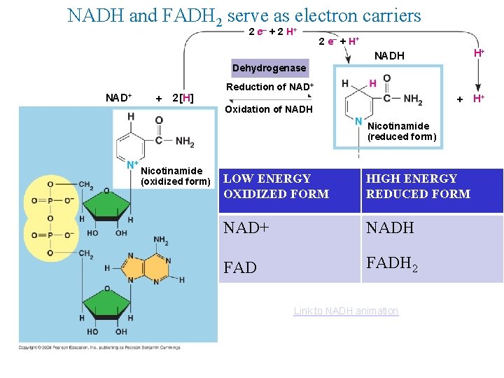 NADH and FADH 2 serve as electron carriers 2 e– + 2 H+ 2