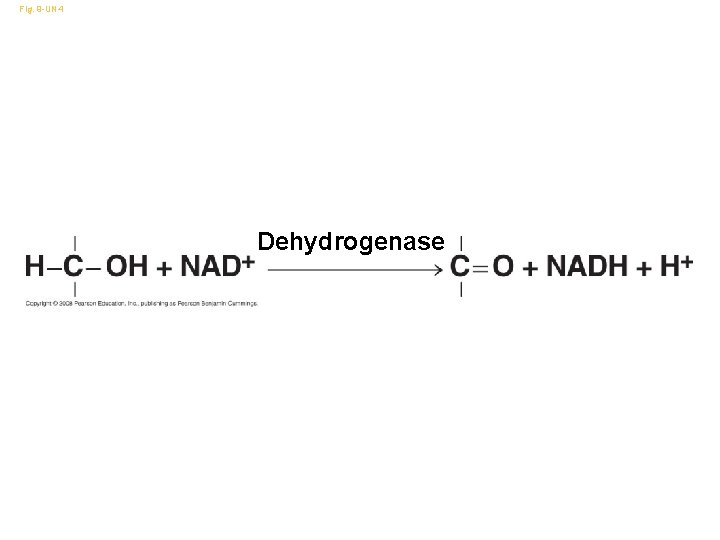 Fig. 9 -UN 4 Dehydrogenase 
