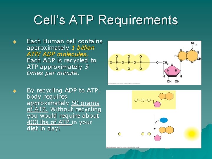 Cell’s ATP Requirements u Each Human cell contains approximately 1 billion ATP/ ADP molecules.