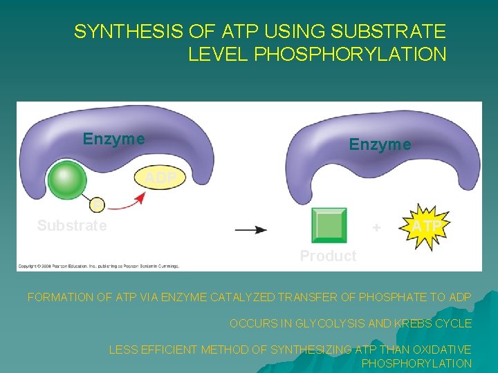 SYNTHESIS OF ATP USING SUBSTRATE LEVEL PHOSPHORYLATION Enzyme ADP P Substrate + ATP Product
