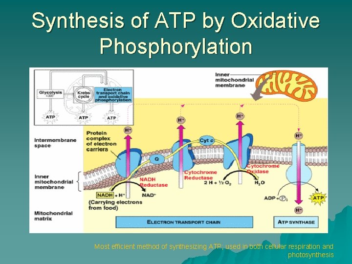 Synthesis of ATP by Oxidative Phosphorylation Most efficient method of synthesizing ATP; used in