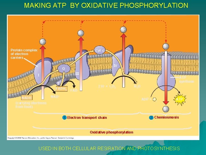 MAKING ATP BY OXIDATIVE PHOSPHORYLATION H+ H+ H+ Protein complex of electron carriers H+