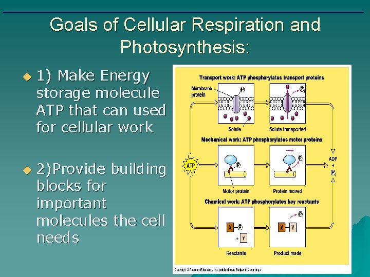 Goals of Cellular Respiration and Photosynthesis: u u 1) Make Energy storage molecule ATP