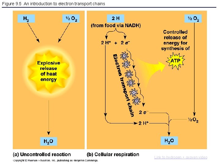 Figure 9. 5 An introduction to electron transport chains Link to hydrogen + oxgyen