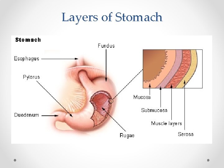 Layers of Stomach 