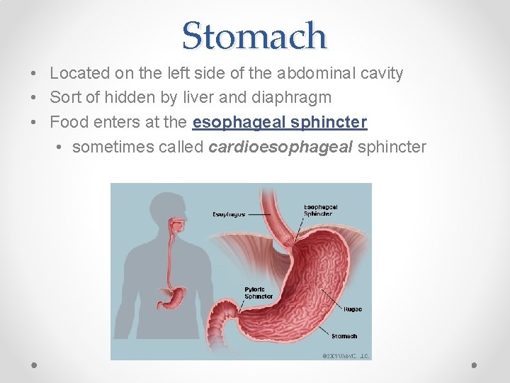 Stomach • Located on the left side of the abdominal cavity • Sort of