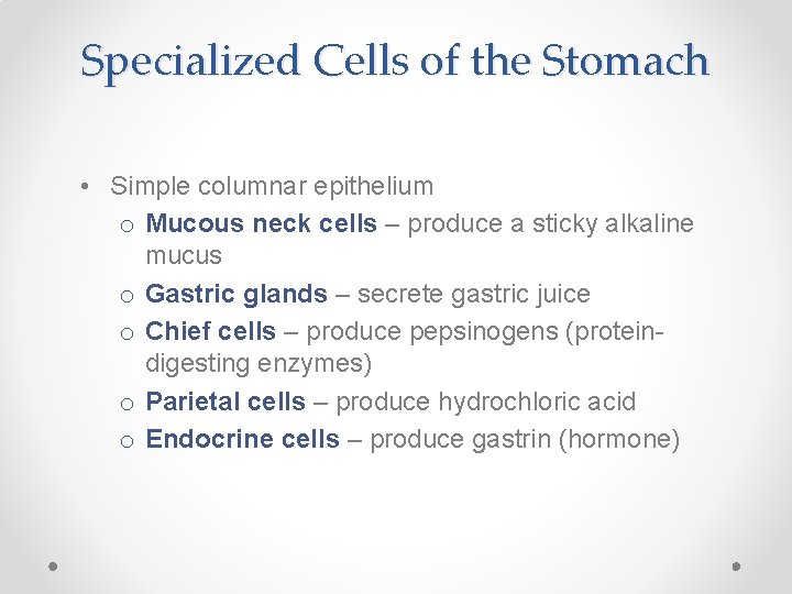 Specialized Cells of the Stomach • Simple columnar epithelium o Mucous neck cells –