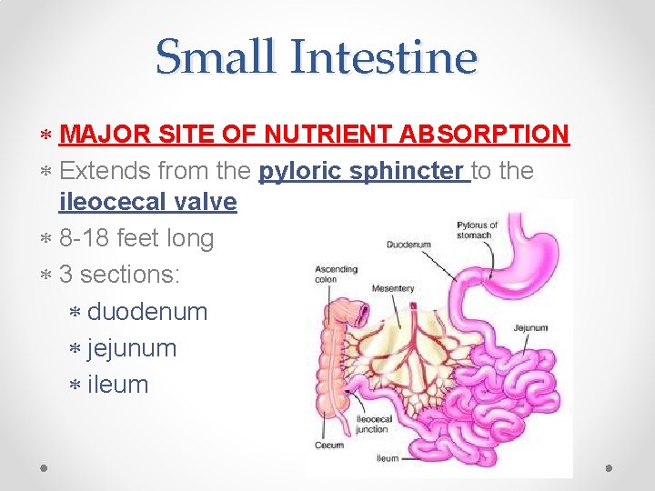 Small Intestine MAJOR SITE OF NUTRIENT ABSORPTION Extends from the pyloric sphincter to the