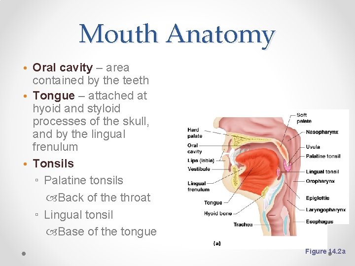 Mouth Anatomy • Oral cavity – area contained by the teeth • Tongue –