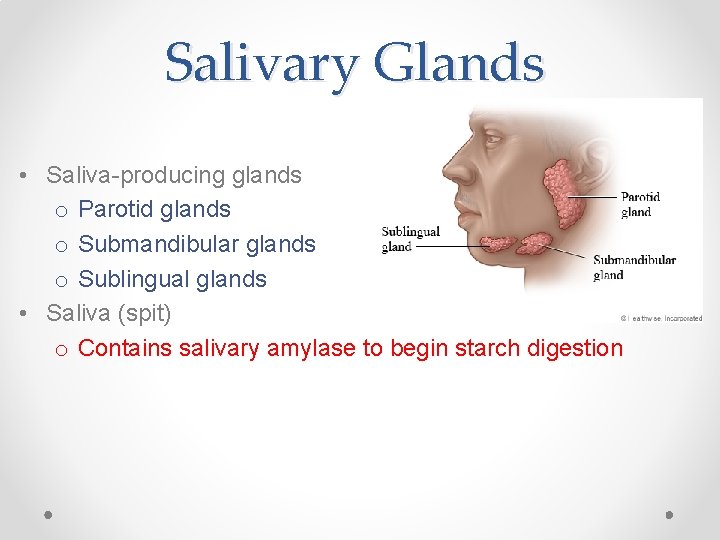 Salivary Glands • Saliva-producing glands o Parotid glands o Submandibular glands o Sublingual glands