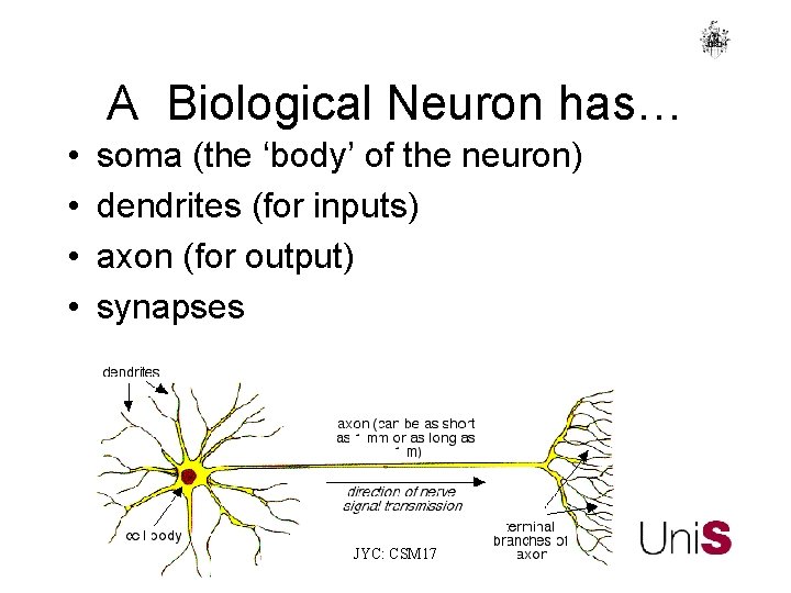 A Biological Neuron has… • • soma (the ‘body’ of the neuron) dendrites (for