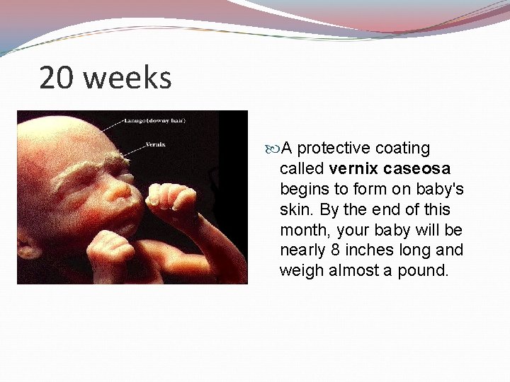 20 weeks A protective coating called vernix caseosa begins to form on baby's skin.