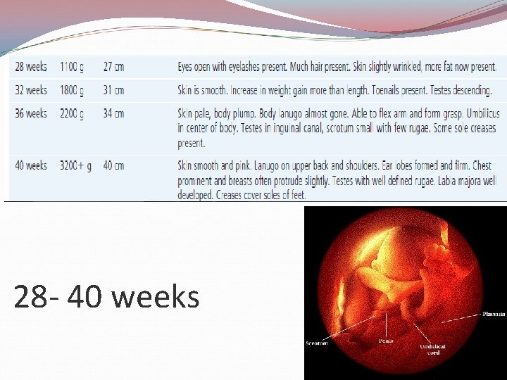 28 - 40 weeks 