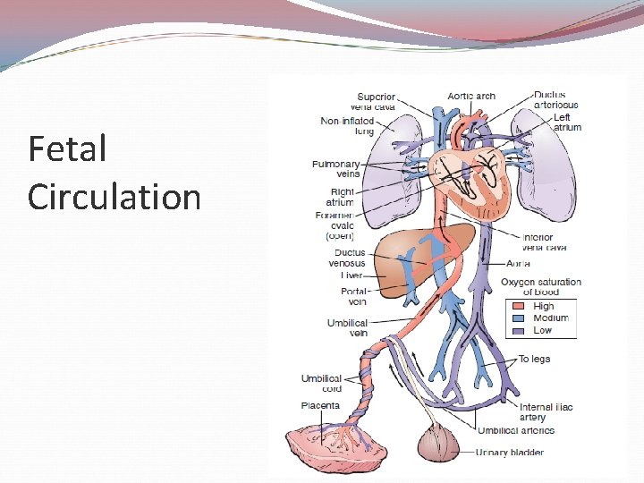 Fetal Circulation 