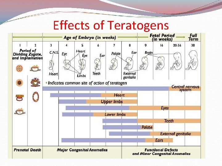 Effects of Teratogens 