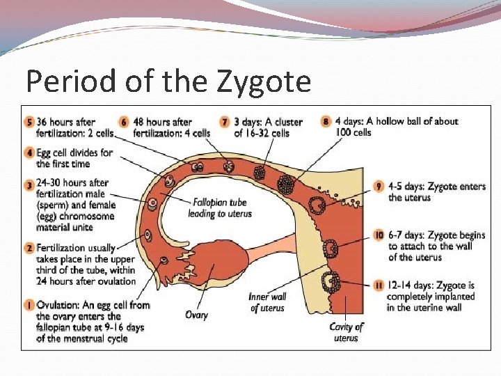 Period of the Zygote 
