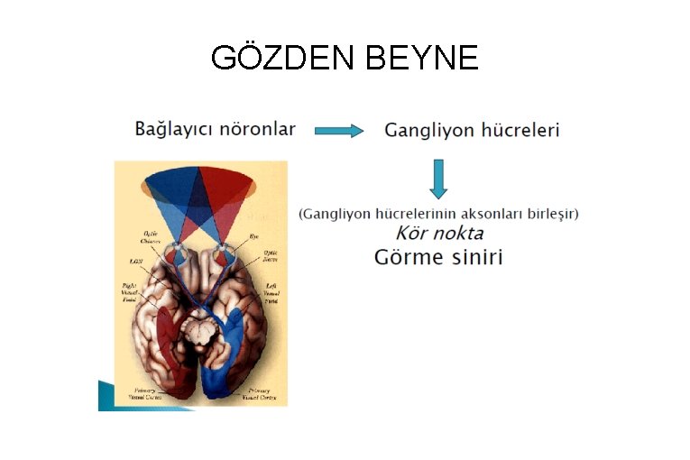 GÖZDEN BEYNE 