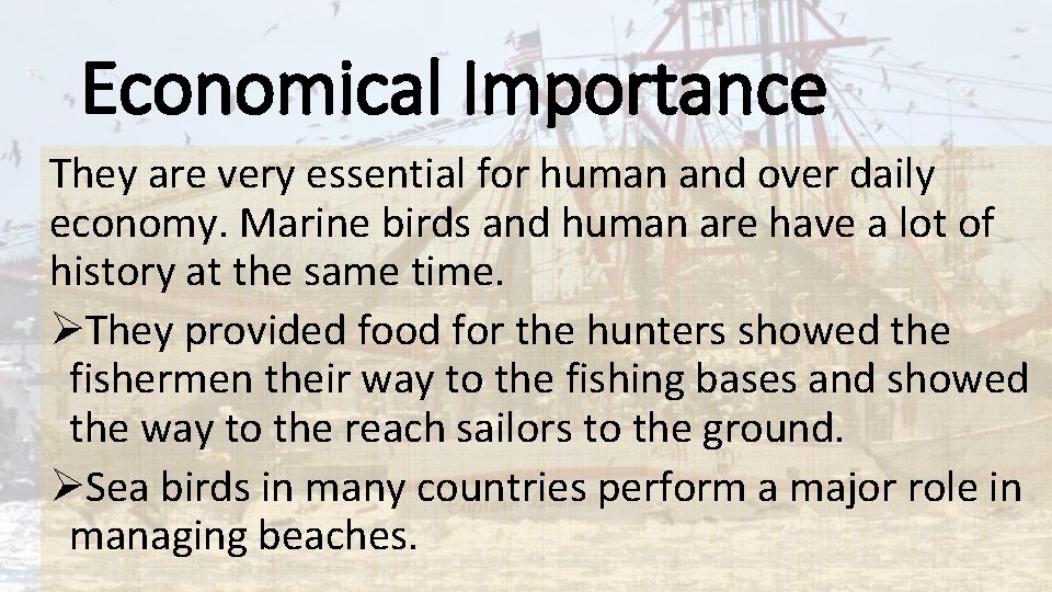 Economical Importance They are very essential for human and over daily economy. Marine birds
