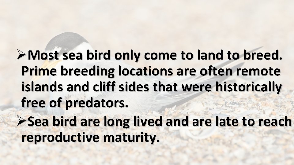 ØMost sea bird only come to land to breed. Prime breeding locations are often