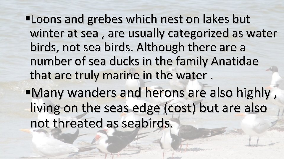 §Loons and grebes which nest on lakes but winter at sea , are usually