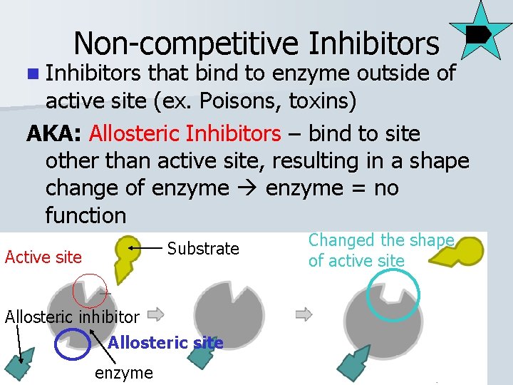 Non-competitive Inhibitors n Inhibitors that bind to enzyme outside of active site (ex. Poisons,