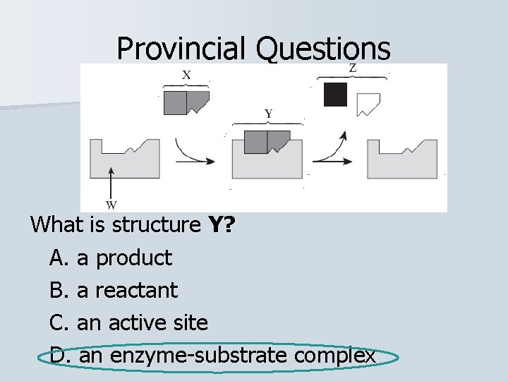 Provincial Questions What is structure Y? A. a product B. a reactant C. an