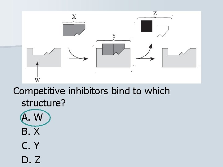 Competitive inhibitors bind to which structure? A. W B. X C. Y D. Z