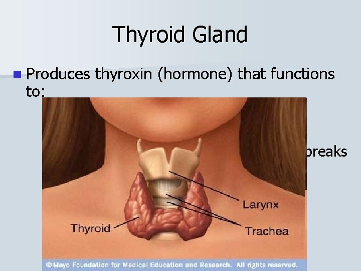 Thyroid Gland n Produces to: thyroxin (hormone) that functions § Increase metabolic rate §