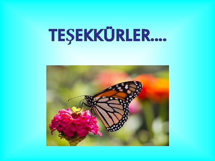 TEŞEKKÜRLER…. 