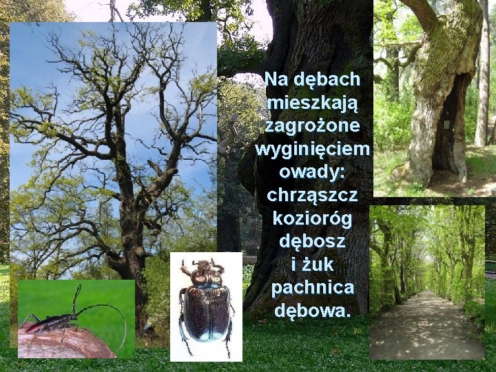 Na dębach mieszkają zagrożone wyginięciem owady: chrząszcz kozioróg dębosz i żuk pachnica dębowa. 