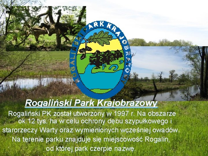 Rogaliński Park Krajobrazowy Rogaliński PK został utworzony w 1997 r. Na obszarze ok. 12