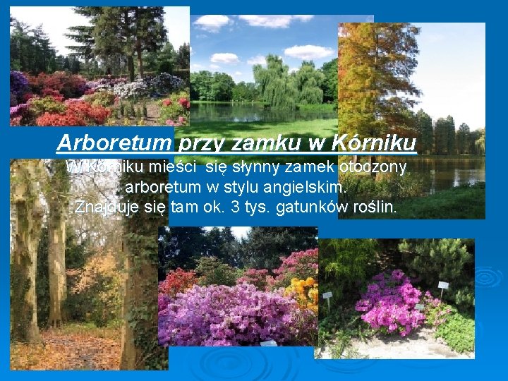 Arboretum przy zamku w Kórniku W Kórniku mieści się słynny zamek otoczony arboretum w