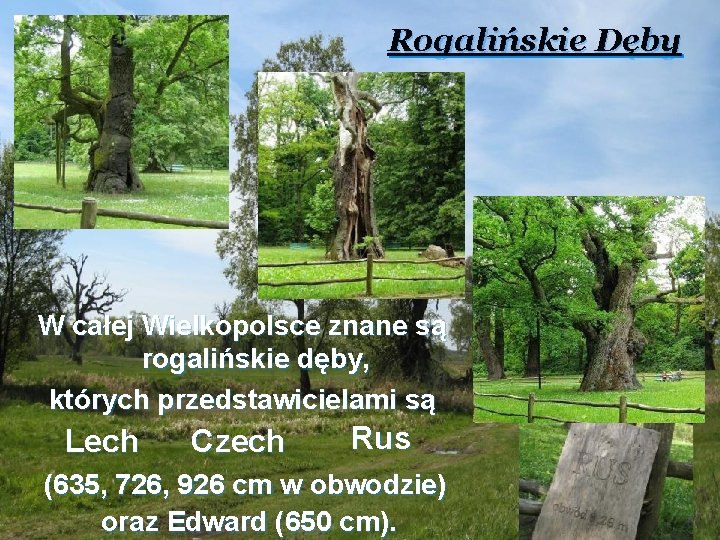 Rogalińskie Dęby W całej Wielkopolsce znane są rogalińskie dęby, których przedstawicielami są Lech Czech