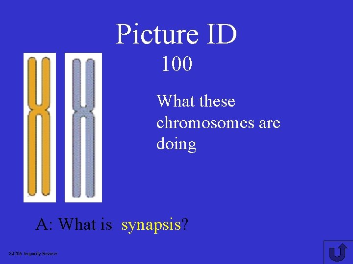Picture ID 100 What these chromosomes are doing A: What is synapsis? S 2