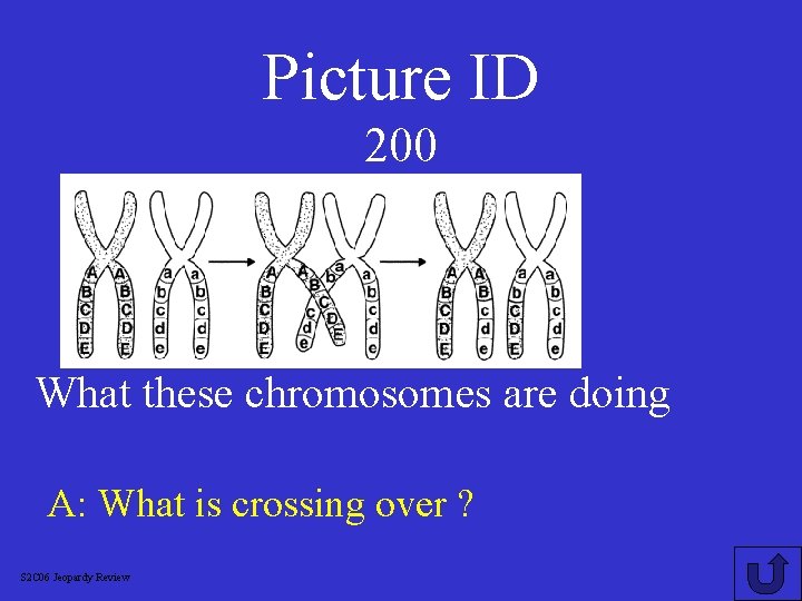 Picture ID 200 What these chromosomes are doing A: What is crossing over ?