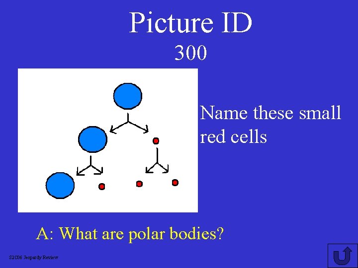 Picture ID 300 Name these small red cells A: What are polar bodies? S