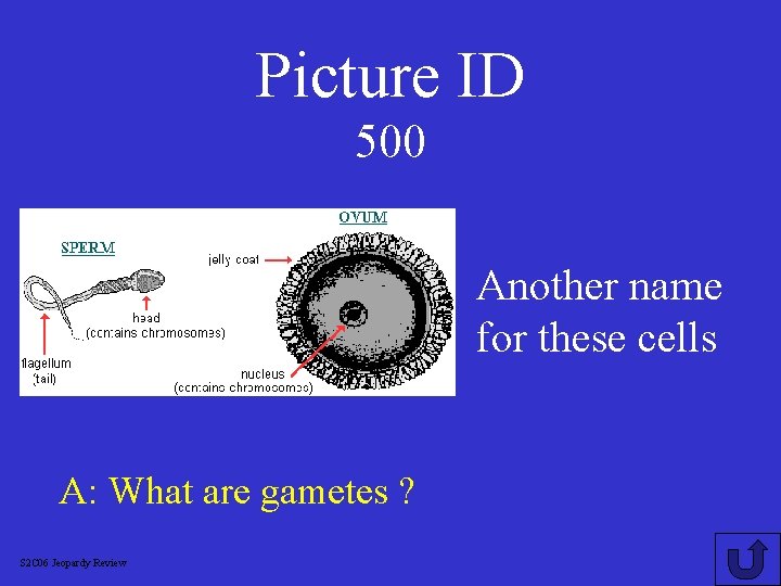 Picture ID 500 Another name for these cells A: What are gametes ? S