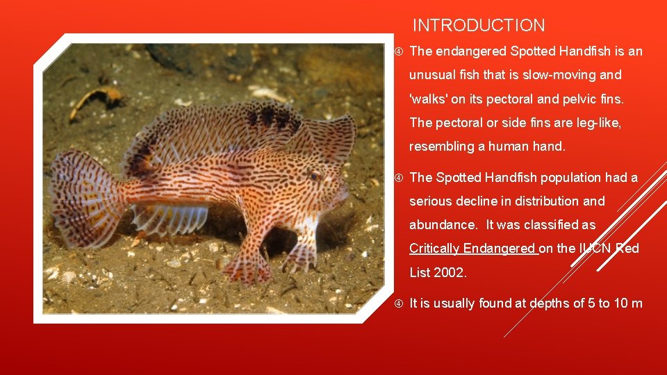 INTRODUCTION The endangered Spotted Handfish is an unusual fish that is slow-moving and 'walks'