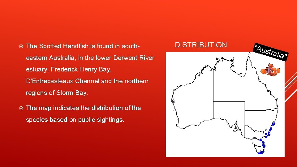  The Spotted Handfish is found in southeastern Australia, in the lower Derwent River