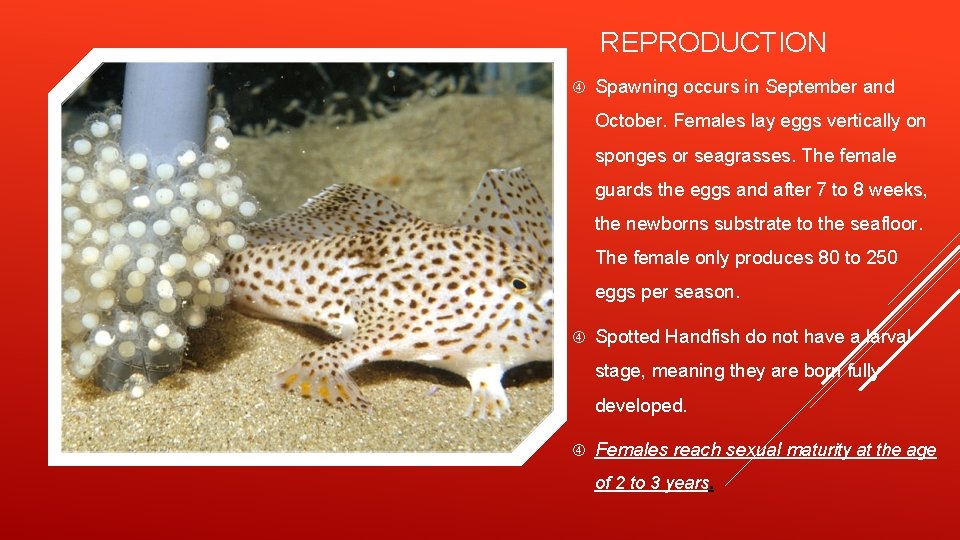 REPRODUCTION Spawning occurs in September and October. Females lay eggs vertically on sponges or