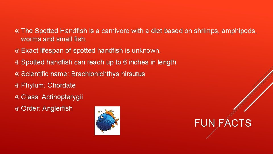  The Spotted Handfish is a carnivore with a diet based on shrimps, amphipods,