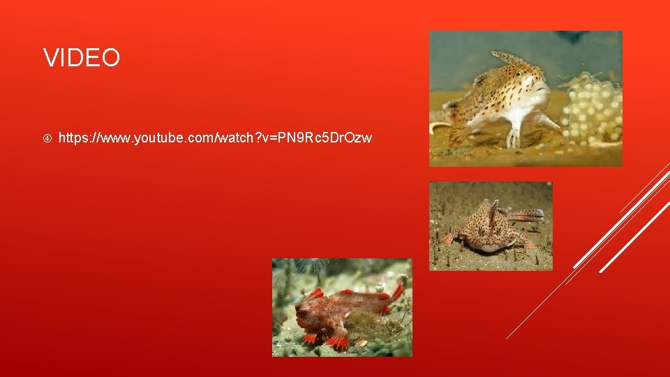 VIDEO https: //www. youtube. com/watch? v=PN 9 Rc 5 Dr. Ozw 