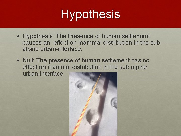 Hypothesis • Hypothesis: The Presence of human settlement causes an effect on mammal distribution