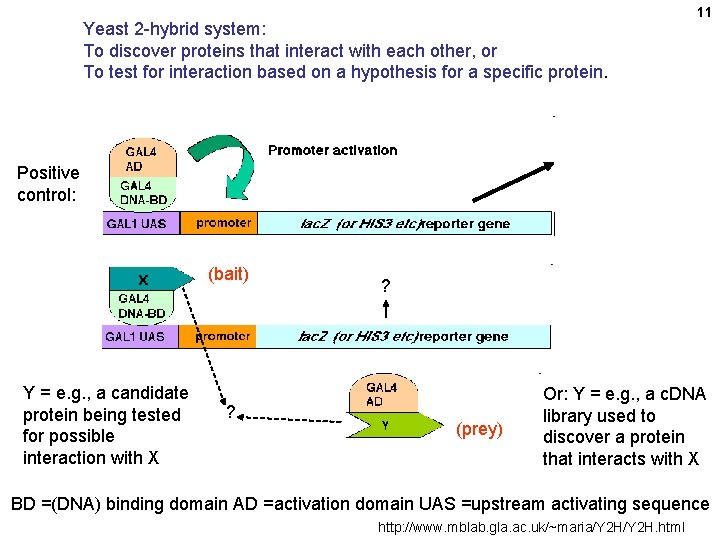 Yeast 2 -hybrid system: To discover proteins that interact with each other, or To