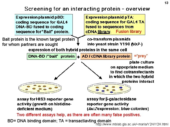 13 Fusion library Bait protein is the known target protein for whom partners are