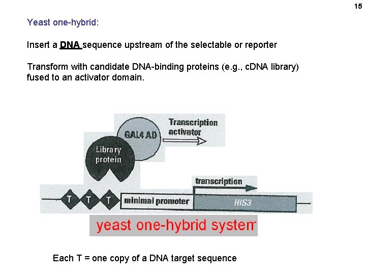 15 Yeast one-hybrid: Insert a DNA sequence upstream of the selectable or reporter Transform