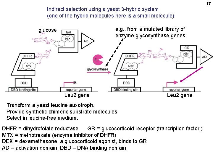 17 Indirect selection using a yeast 3 -hybrid system (one of the hybrid molecules