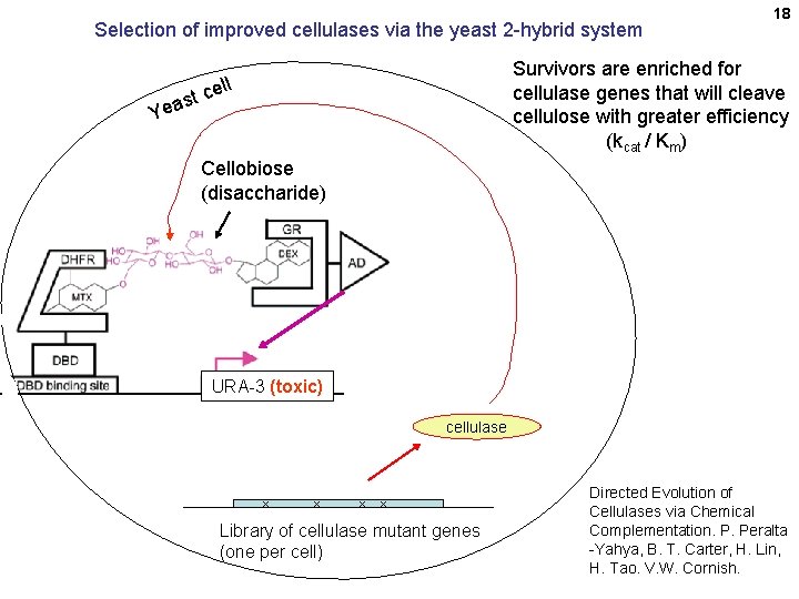 Selection of improved cellulases via the yeast 2 -hybrid system 18 Survivors are enriched